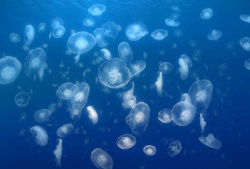 Cách xử lý vết thương bị sứa cắn khi đi biển