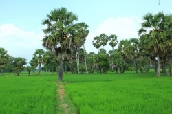 Vẻ đẹp thanh bình của An Giang trong mắt tín đồ du lịch bụi