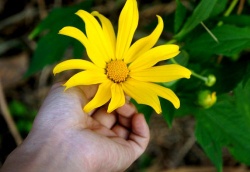 Vàng rực dã quỳ từ Bắc đến Nam