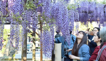 TOKYO - YAMANASHI - FUJI