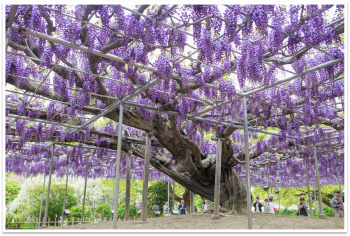 TOUR NHẬT 5N4Đ – LỄ 30/04 LÃNG MẠN SẮC TÍM TỬ ĐẰNG