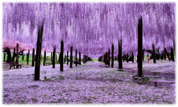 TOUR NHẬT 6 NGÀY 5 ĐÊM CUNG ĐƯỜNG VÀNG – LỄ 30/4