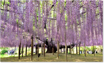 TOUR NHẬT 7 NGÀY 6 ĐÊM CUNG ĐƯỜNG VÀNG – LỄ 30/4