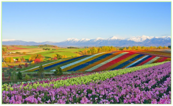 Chương trình Tour Nhật Bản THAM QUAN HOKKAIDO SAPPORO – ASAHIKAWA – OTARU – TOKYO 6N5Đ